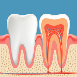 Human teeth diagram. Cross section cavity of the tooth